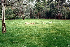 2000 - Australie 100G